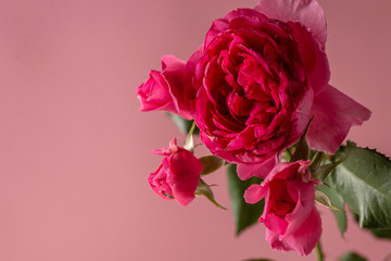 Beautiful pink peony onpink background close-up. Top view. Flat lay.