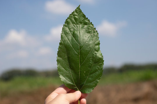 Hand holding a leaf of hackberry tree in outdoor landscape