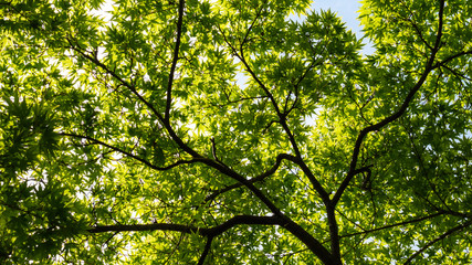 Bottom view of the crown of a beautiful tree.