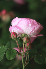 Pink rose in the garden