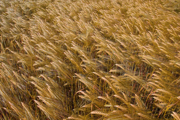 field of wheat