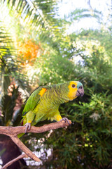 Beautiful green amazon parrot among green branches of palm trees