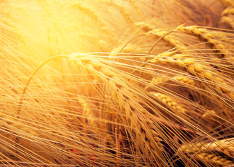 ears of wheat on black background