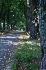 Natural Stations of the Cross from the linden alley near Tabor in Bohemia.