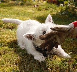 West Highland White Terrier Welpe kämpft mit Handschuh