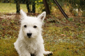 West Highland White Terrier Welpe sitzt im Gras