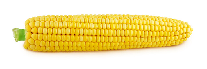 ripe corn isolated on a white background