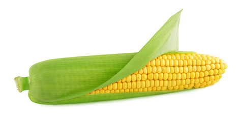 ripe corn isolated on a white background