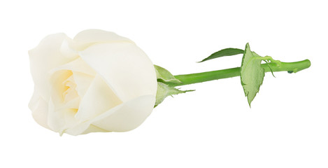 white rose flower isolated on white background