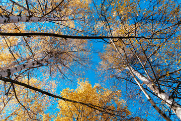 Looking up colorful tree branches in sunny forest