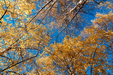 Looking up colorful tree branches in sunny forest