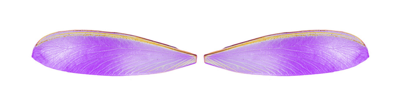 Purple  Angel Wings Isolated On White Background..