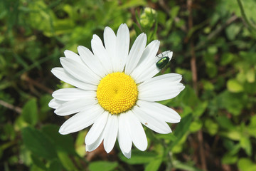 Obraz premium White daisy in the garden