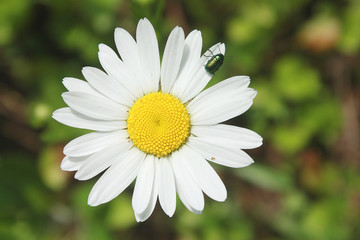 Fototapeta premium White daisy in the garden