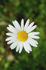 Obraz premium White daisy in the garden