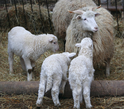 Lambs and their Mother