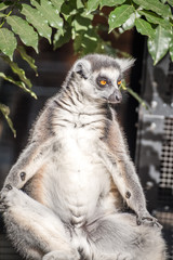 Lemur relaxing in the sun 