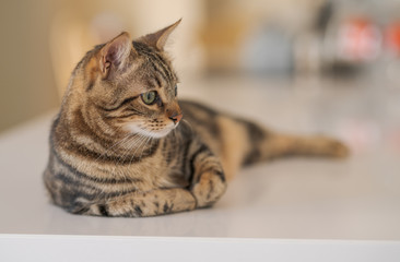 Fototapeta premium Piękne krótkie włosy kot leżący na białym stole w domu