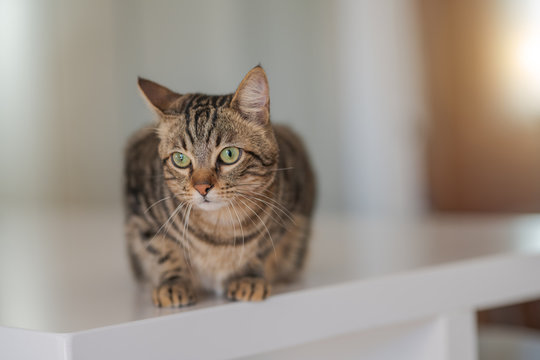 Beautiful short hair cat sitting on white table at home
