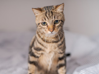 Beautiful short hair cat lying on the bed at home
