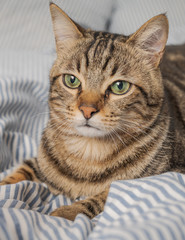 Beautiful short hair cat lying on the bed at home