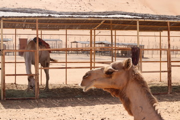 Camel