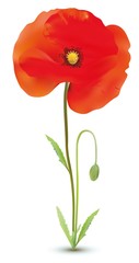 Naklejka premium 3D realistic red poppies flowers with steams and green leaf isolated of white background. Beautiful banner. Nature. Summer flower. Vector illustration.