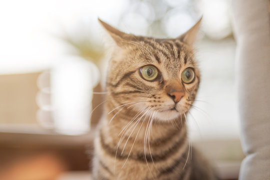 Cute short hair at the garden sittion on a chair outdoors, playing outside on a sunny day