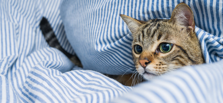 Beautiful short hair cat lying on the bed at home