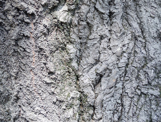 texture of old tree bark close-up