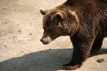 brown bear in a zoo in france