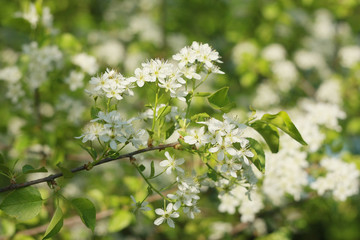 Obraz premium Flowering plum (Prunus)