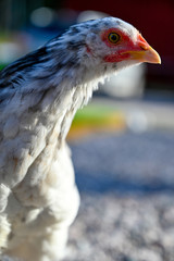 young hen looking in to the lens
