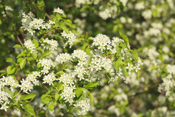 Flowering plum (Prunus)