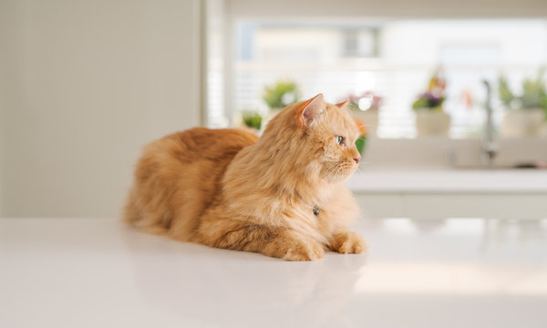 Beautiful ginger long hair cat lying on kitchen table on a sunny day at home