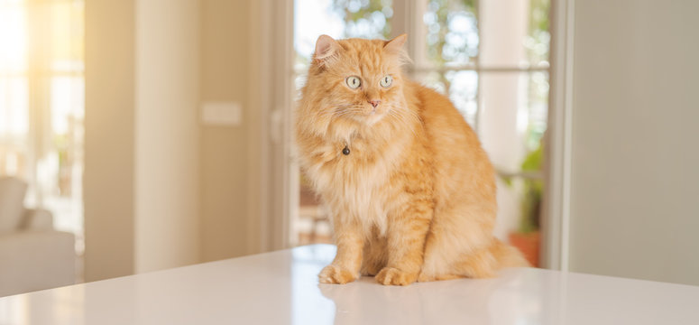 Beautiful ginger long hair cat lying on kitchen table on a sunny day at home