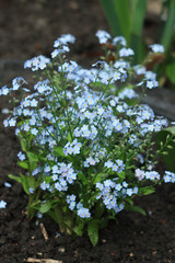 Tender blue forget-me-nots or Scorpion grasses (Myosotis arvensis) flowers