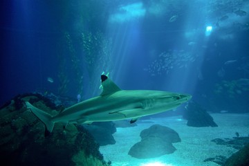 Shark in aquarium