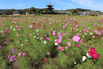法起寺周辺のコスモス畑