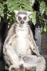 Lemur meditating 