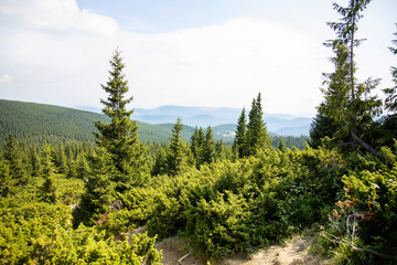 Magnificent panoramic view the coniferous forest on the mighty Carpathian Mountains and beautiful blue sky background. Beauty of wild virgin Ukrainian nature. Peacefulness.