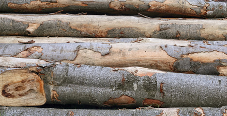 Structure of a tree with a bark beaten with a shovel