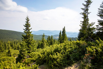 Magnificent panoramic view the coniferous forest on the mighty Carpathian Mountains and beautiful blue sky background. Beauty of wild virgin Ukrainian nature. Peacefulness.