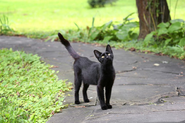Black cat on the pavement with a raised tail