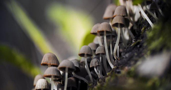 Group of small white delicate mushrooms growing in the grass. Pleated inkcap mushroom found in the grass after an autumn rain. Close up of Parasola plicatilis mushroom or ink cap.