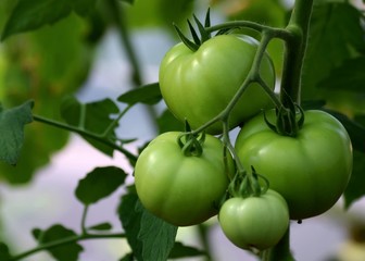 green tomatoes on a branch