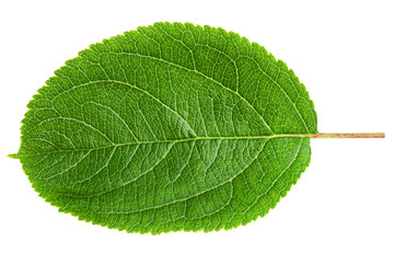 apple leaf, isolated on white background, clipping path, full depth of field