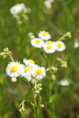 Obraz premium Closeup of beautiful flowers from family Erigeron annuus septentrionalis or Eastern Daisy Fleabane, White Top, Aster annuus 