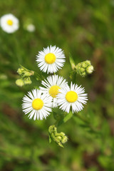 Closeup of beautiful flowers from family Erigeron annuus septentrionalis or Eastern Daisy Fleabane, White Top, Aster annuus 