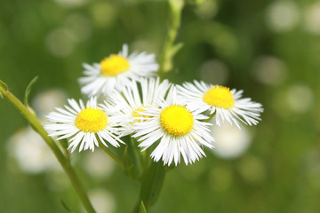 Obraz premium Closeup of beautiful flowers from family Erigeron annuus septentrionalis or Eastern Daisy Fleabane, White Top, Aster annuus 
